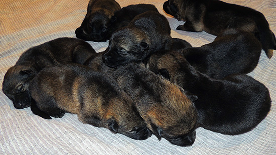 Hena Sergeant X Litter 11 days 1