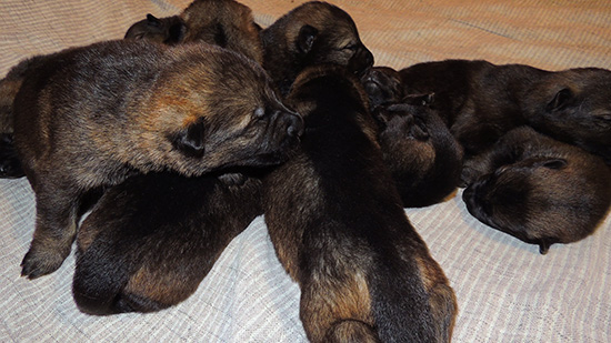 Hena Sergeant X Litter 11 Days 2