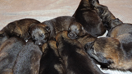 Hena Sergeant X Litter 11 days 3