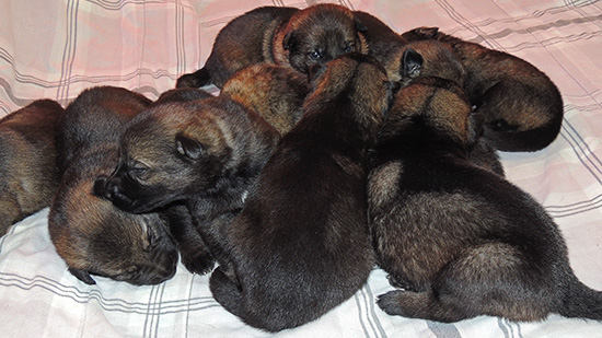 Hena Sergeant X Litter 15 days 1