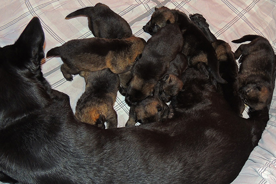 Hena Sergeant X Litter 15 days 2