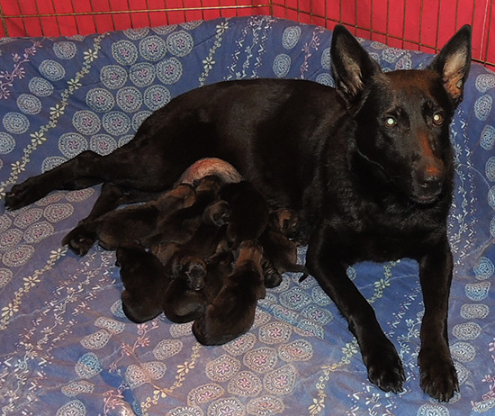 Hena Sergeant X Litter 2 days 3