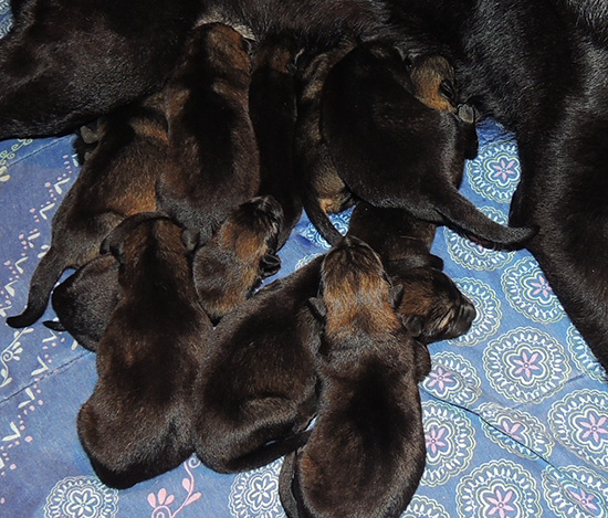 Hena Sergeant X Litter 2 days 5