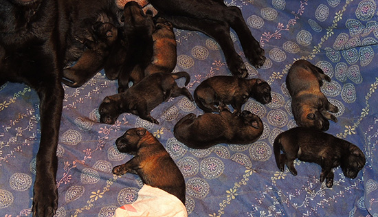 Hena Sergeant X Litter 4 days old