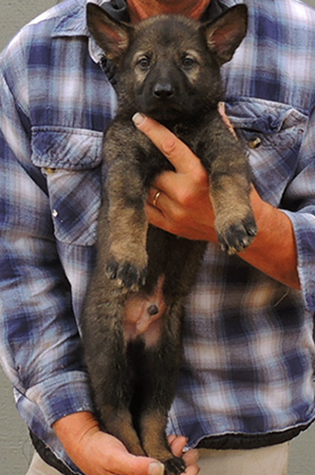 Hena Sergeant X Litter Lt Blue collar male