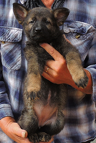 Hena Sergeant X Litter Red collar female