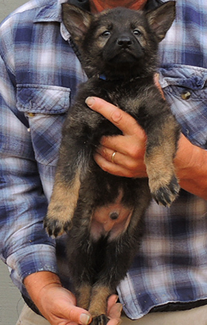 Hena Sergeant X Litter Royal Blue collar male