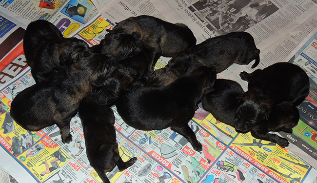 Hena Sergeant X Litter Newborns 1