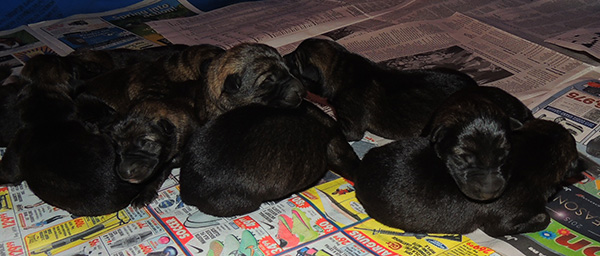 Hena Sergeant X Litter Newborns 3