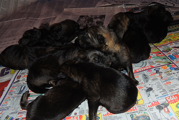 Hena Sergeant X Litter Newborns 4