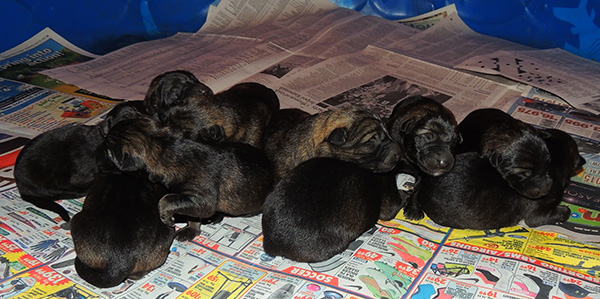 Hena Sergeant X Litter Newborns 2