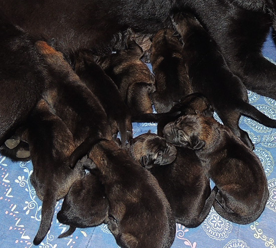 Hena Sergeant X Litter 2 days old 2