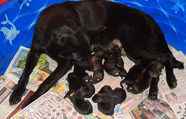 Hena with X Litter Newborns