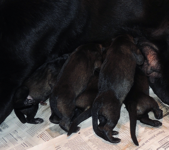 Hena x Bojhan L Litter Newborn