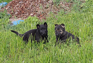 Hera Lord A Litter Females 6wks