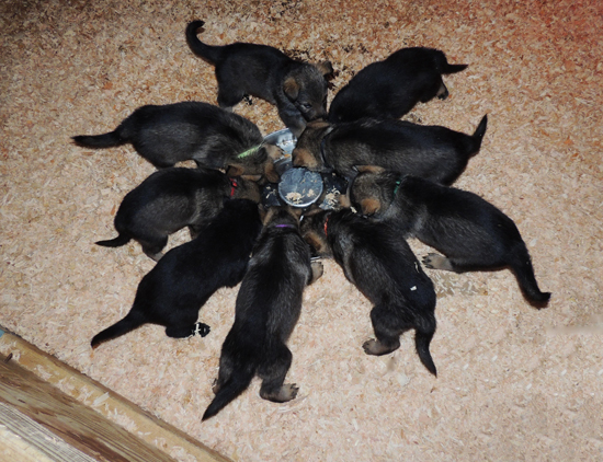 Hera Lord pups at mealtime 5.5 wks