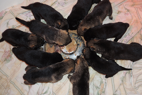 Hera Lord A LItter 3 wks 3