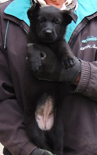 Hera Lord A Litter blk female pumpkin collar