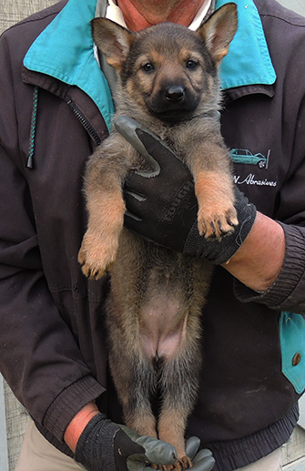 Hera Lord A litter red collar sable female