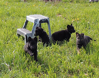 Hera Lord A Litter Females 6 wks