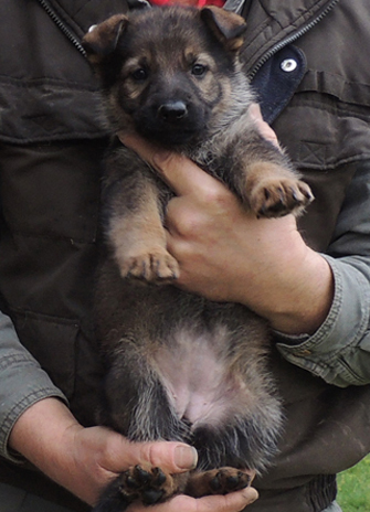 Hera Lord Orange Female 6 wks