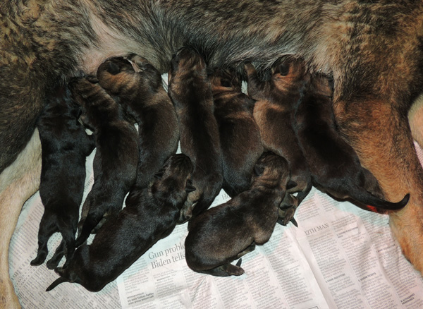 Hera Lord G litter 24 hrs