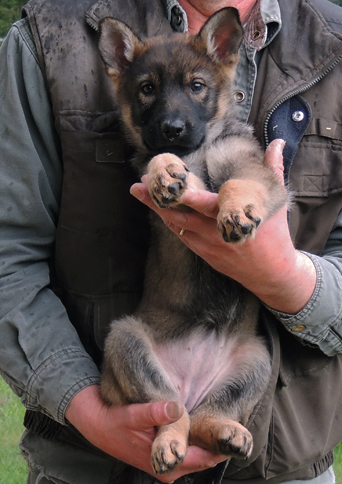 Hera Lord pink collar female 9.5wks