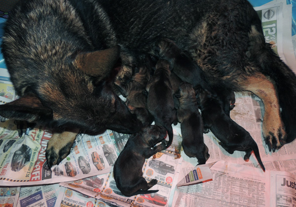 Hera x Lord G Litter Newborn pics