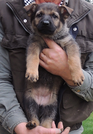 Hera Lord black collar female 6 wks