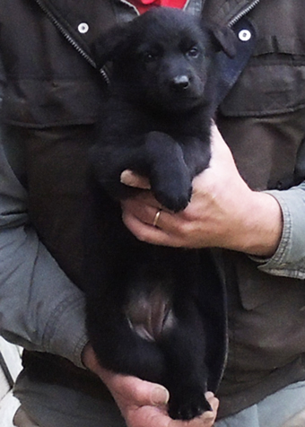 Hera Lord Black female 6 wks