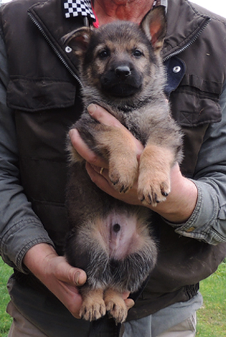 Hera Lord Lime green male 6 wks