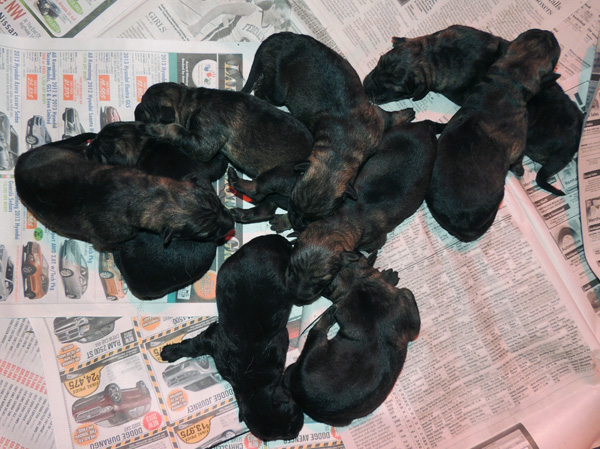 Hera Lord G litter Newborn pics 2