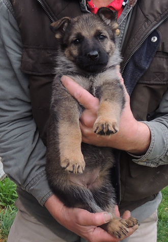 Hera Lord Purple collar female 6 wks