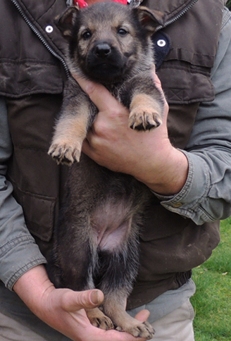 Hera Lord Hot pink collar female 6 wks