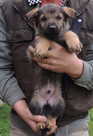 Hera Lord Dk Green collar male 6wks