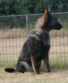 Hetja 10 mos females