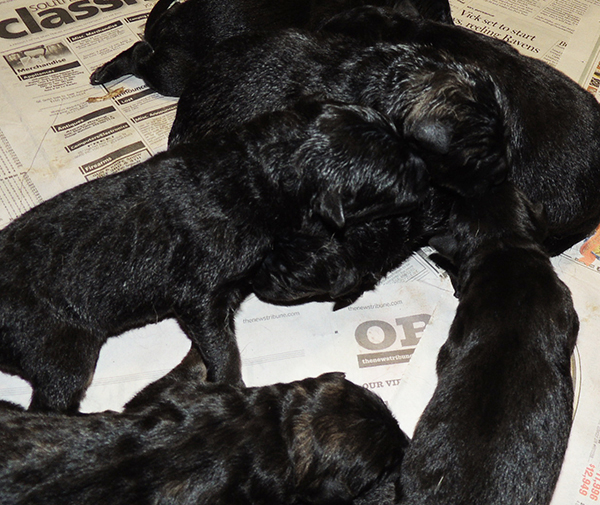 Hetja Gero D Litter Newborns 2