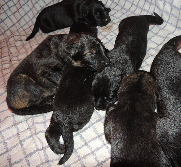 Hetja Gero D Litter 1 wk 1