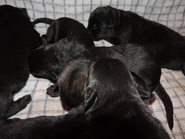 Hetja Gero D Litter 1 wk2