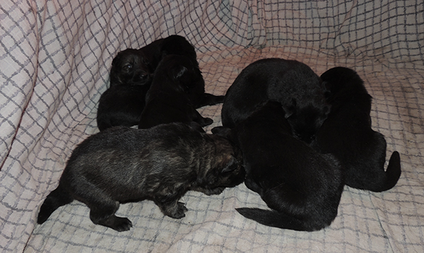 Hetja Gero D Litter 16 days1