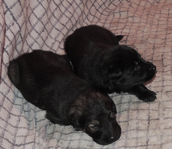 Hetja Gero D Litter 16 days 2