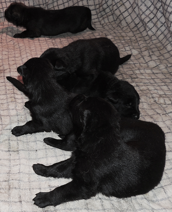 Hetja Gero D Litter 16 days 3