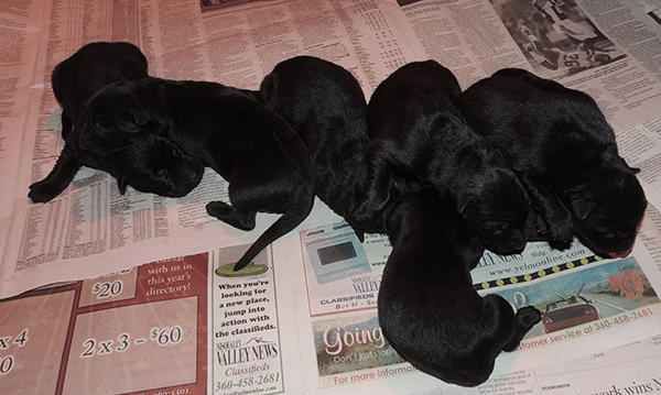 Hetja Gero D Litter 48 hrs 2