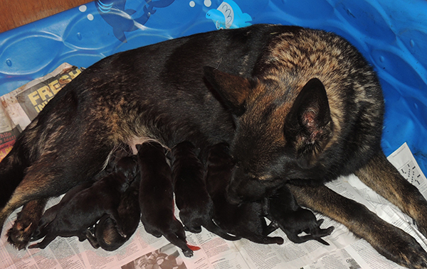 Hetja Gero D Litter 48 hrs 6