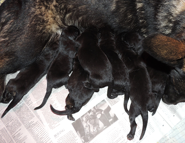 Hetja Gero D Litter 48 hrs 5