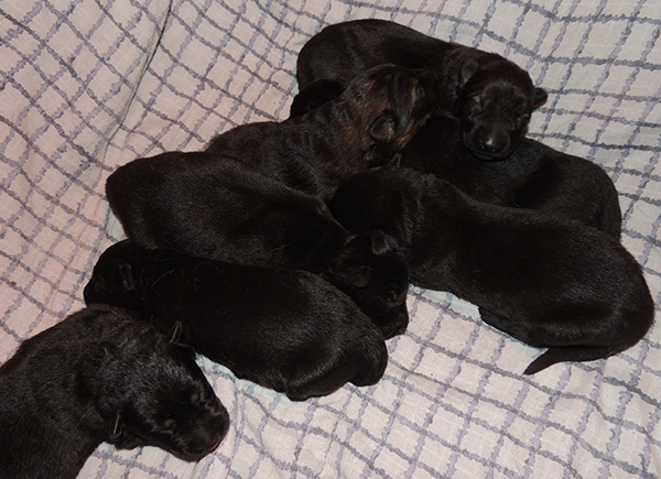 Hetja Gero D Litter 6 days1