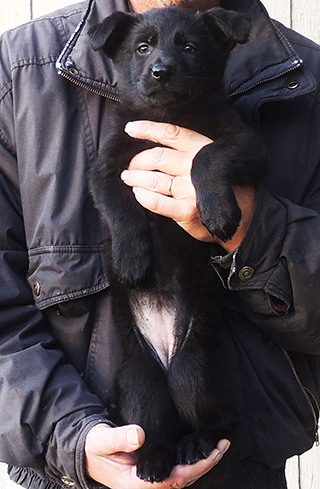 Hetja Gero DLitter Orange collar blk female 7 wks