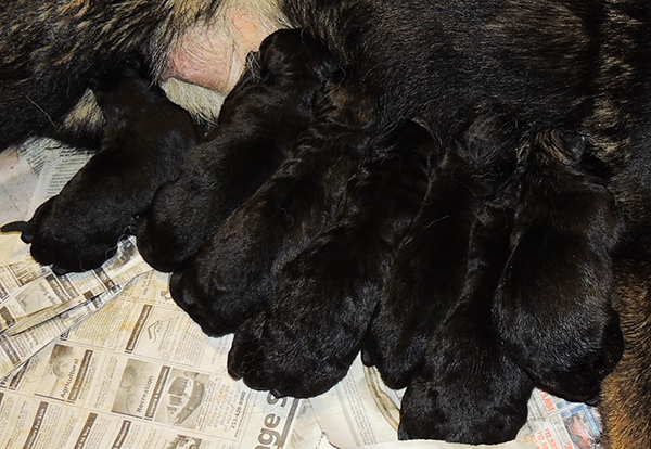 Hetja Gero D Litter Newborns 4