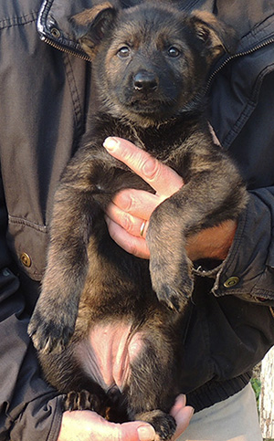 Hetja Gero D Litter Orange collar female 7 wks