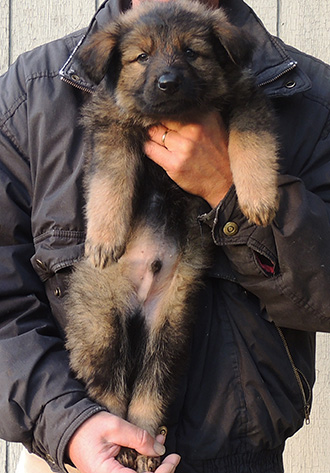 Hetja Gero LC Sable male 7 wks